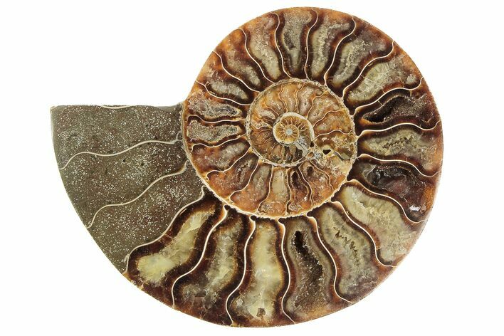 Cut & Polished Ammonite Fossil (Half) - Madagascar #191655